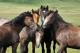 Forget Horse, Your Beef Burger Could Also Have Donkey Meat!